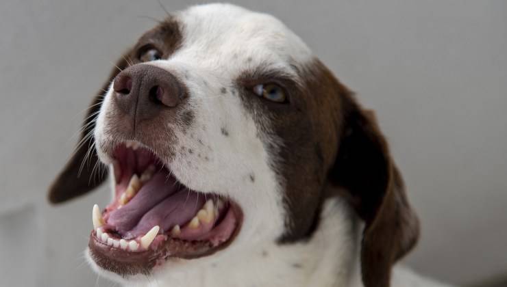Cane in un ambiente abbastanza stimolante 
