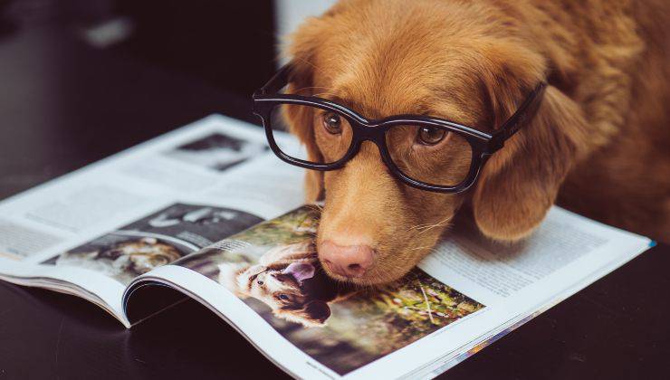 Cani e gatti: quale specie è la più intelligente?
