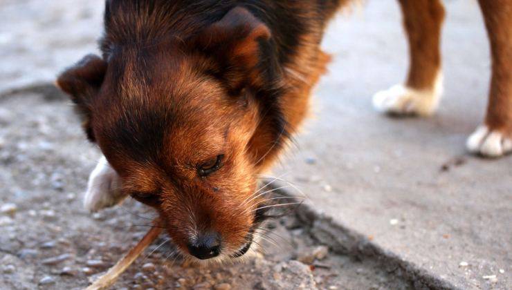 cane che mangia