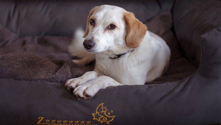 cane sul cuscino