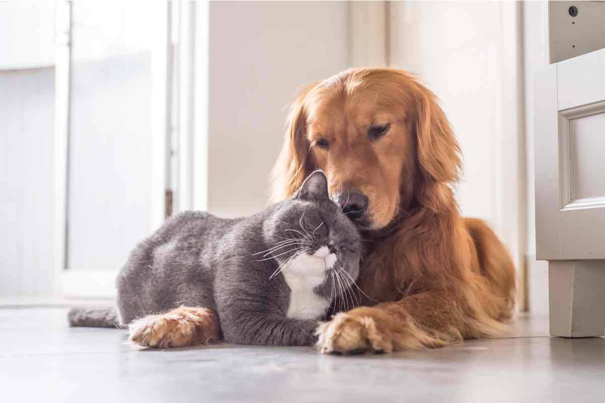 Esamina il tuo animale in casa