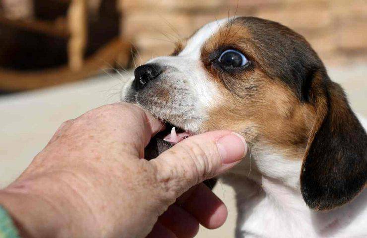 Il tuo cane ti ha morso