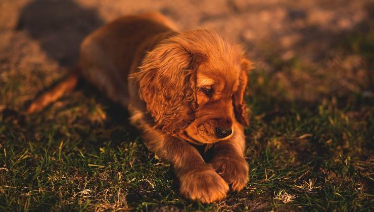 cucciolo con le zampe nell'erba