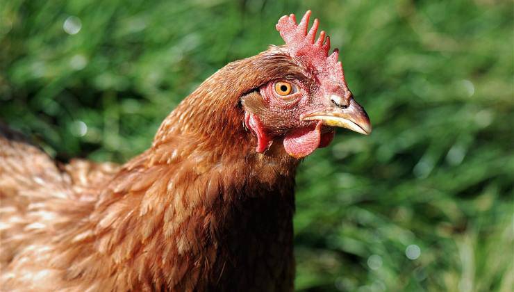 Gallina da ipnotizzare 