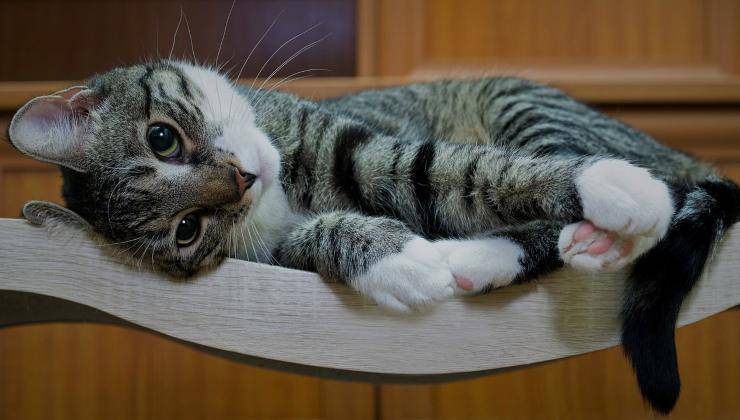 gattino affettuoso che potrebbe fare la pasta da un momento all'altro