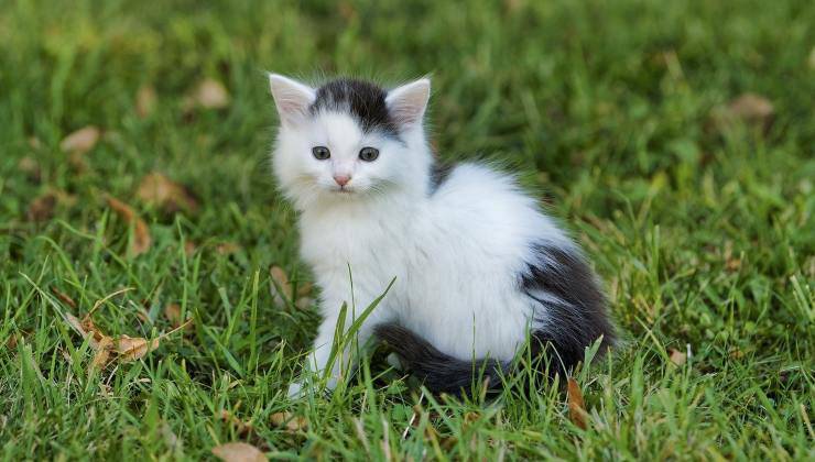 gattino bianco e nero da svezzare