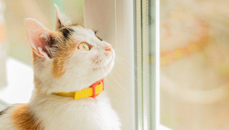 gatto alla finestra