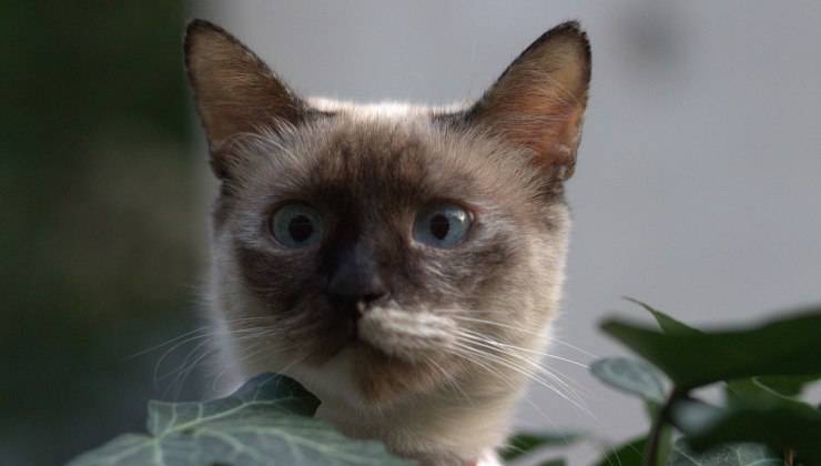 gatto birmano predisposto alla sindrome di Tom e Jerry