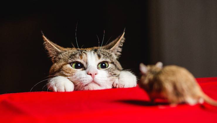 gatto e topo