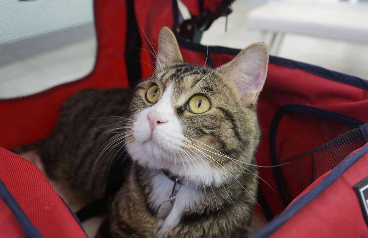 gatto nel trasportino