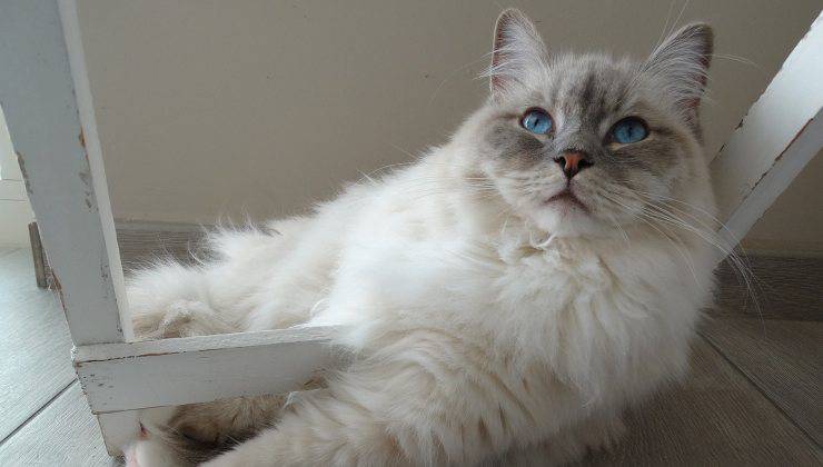 gatto richiede attenzione