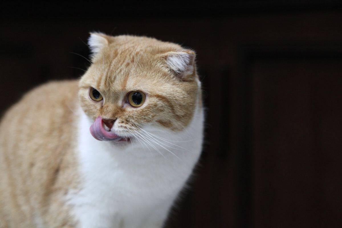 Gatto si prepara a mangiare
