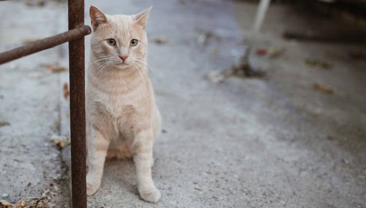 Gatto spaventato forse affetto da sindrome di Tom e Jerry