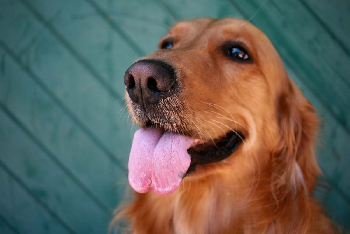 Golden Retriever che aspetta le carezze sotto il mento