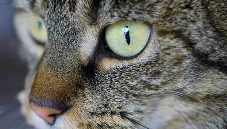 Gli occhi del gatto in primo piano 