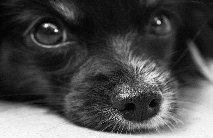Esamina il tuo animale in casa