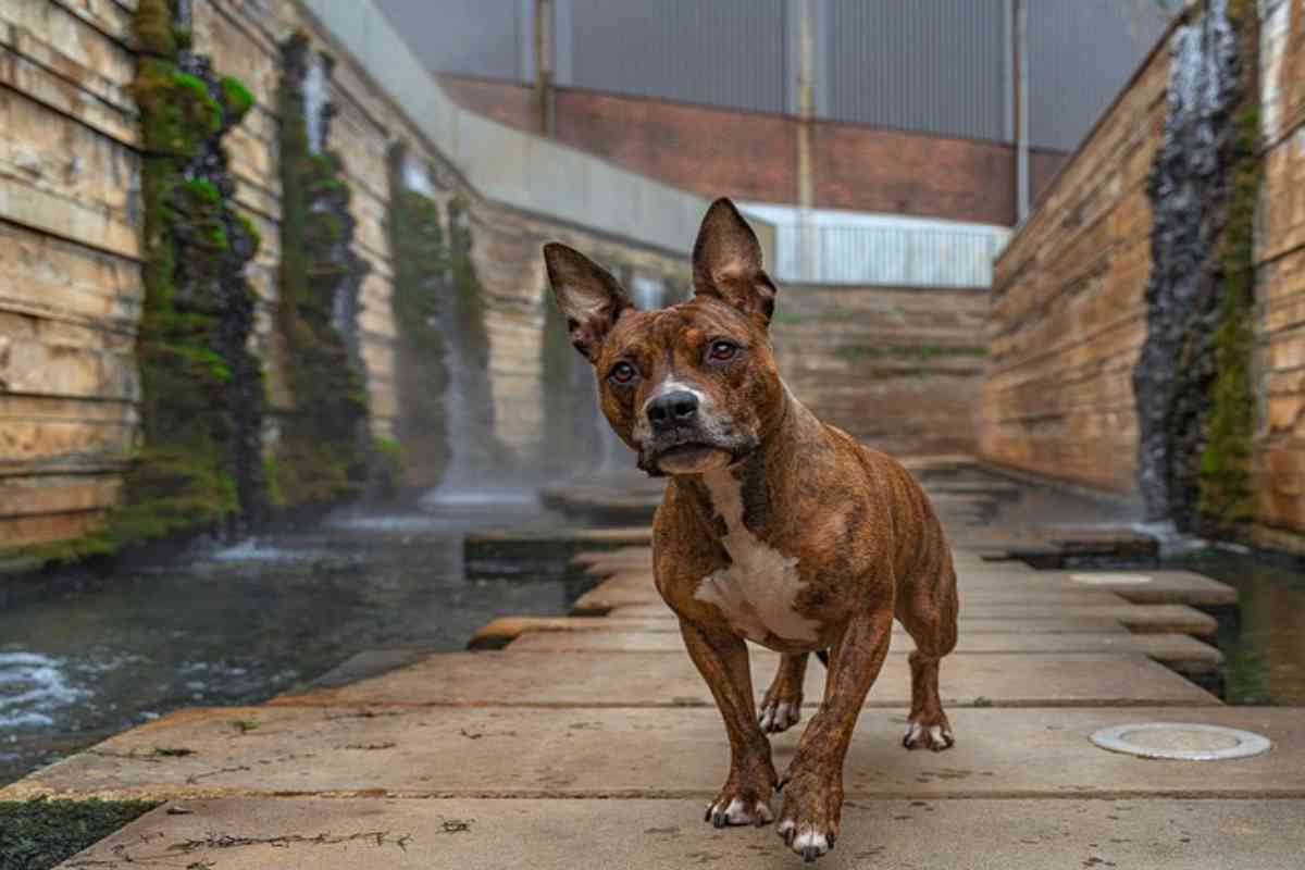 Piacere ai cani non è sempre facile