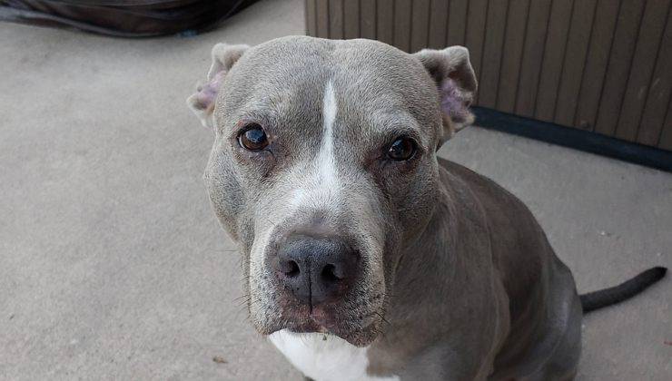 Pitbull spaventato che ha bisogno di riacquistare fiducia