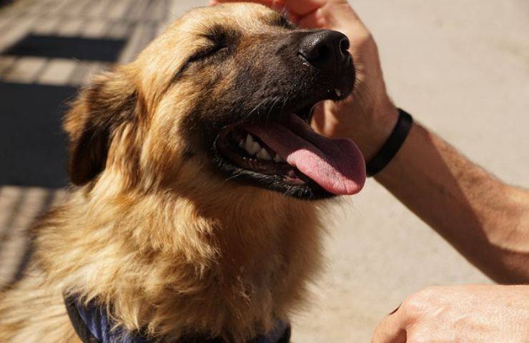 Piacere ai cani non è sempre facile