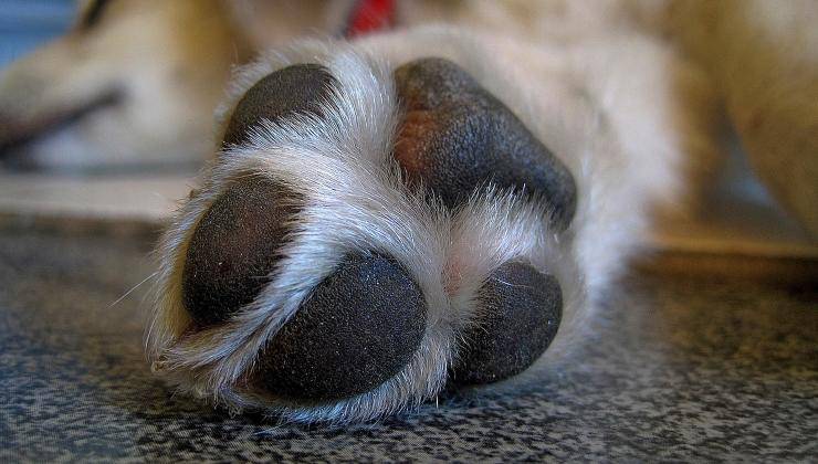 zampa del cane con cuscinetti in primo piano