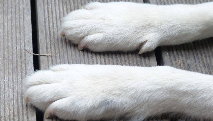 zampe cane con cuscinetti nascosti
