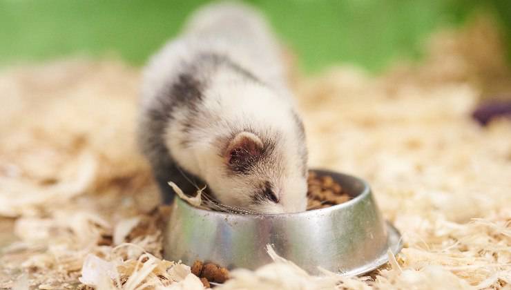 furetto che mangia
