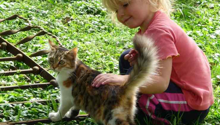 Bimba accarezza un gatto sulle rotaie nel prato