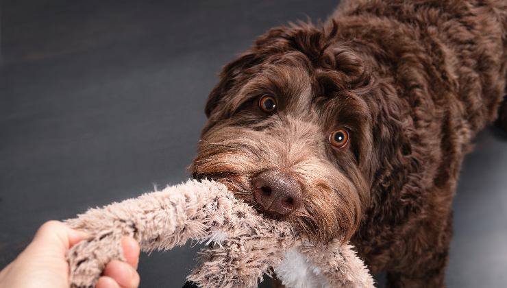 cane tira gioco con la bocca