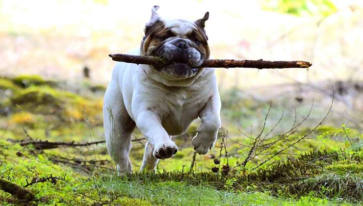 Cane corre con un bastone in bocca
