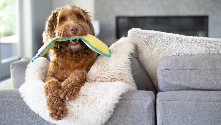 Il cane ha preso qualcosa con la bocca