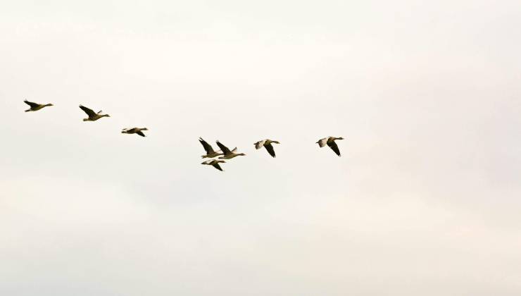 Uccelli in volo