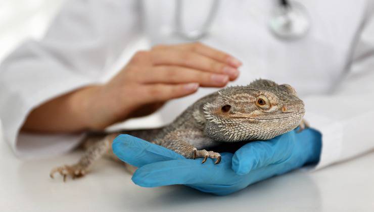 drago barbuto dal veterinario