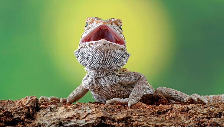 drago barbuto bocca aperta