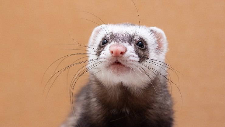 furetto