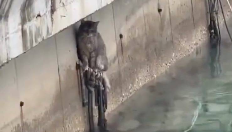 Gatto grigio appeso a un tubo sopra il livello dell'acqua