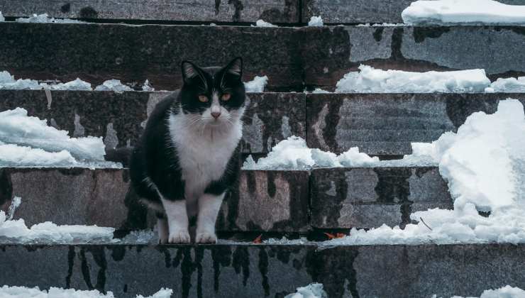 Gatto su scalini ghiacciati