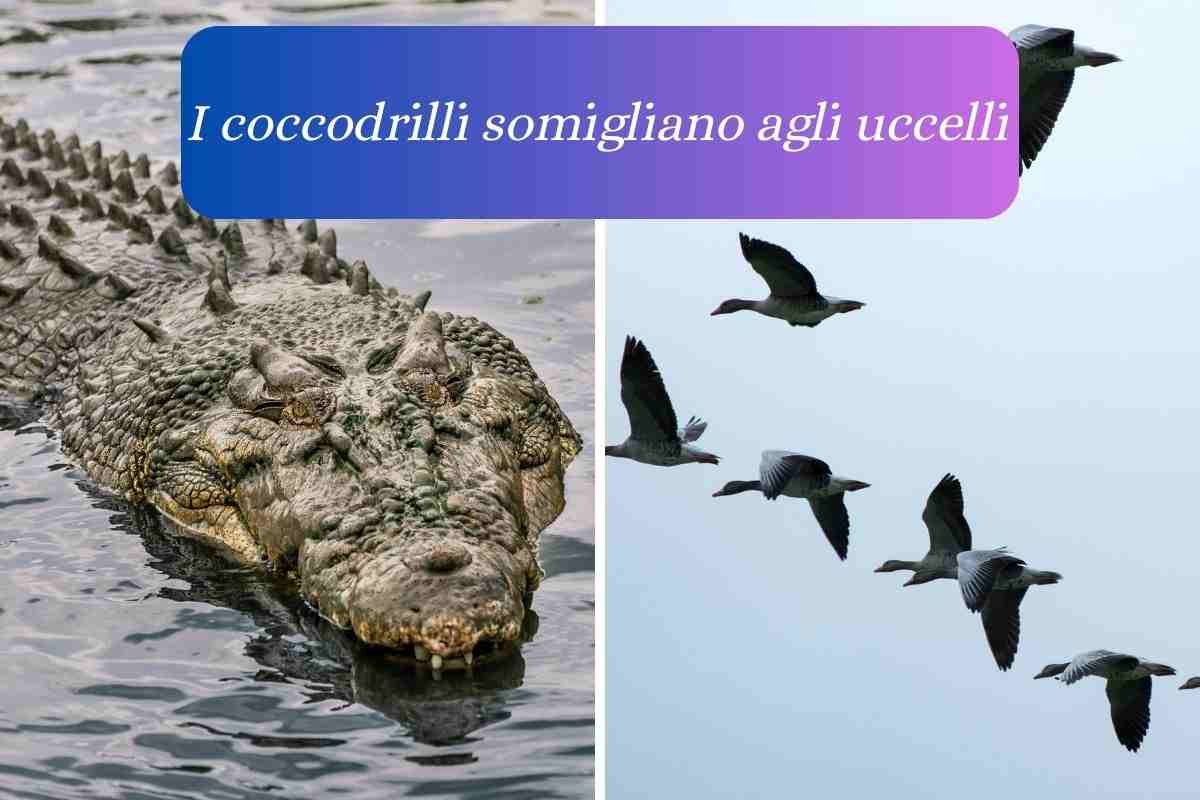 Coccodrillo somiglia più all'uccello che alla lucertola