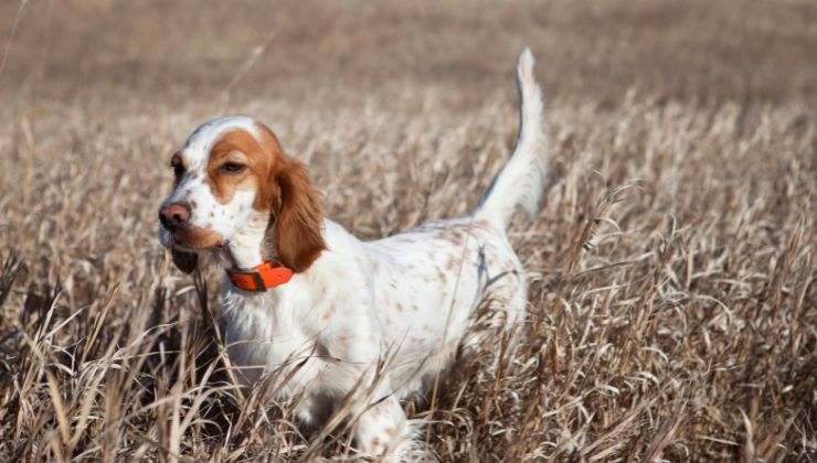 Setter inglese in un campo
