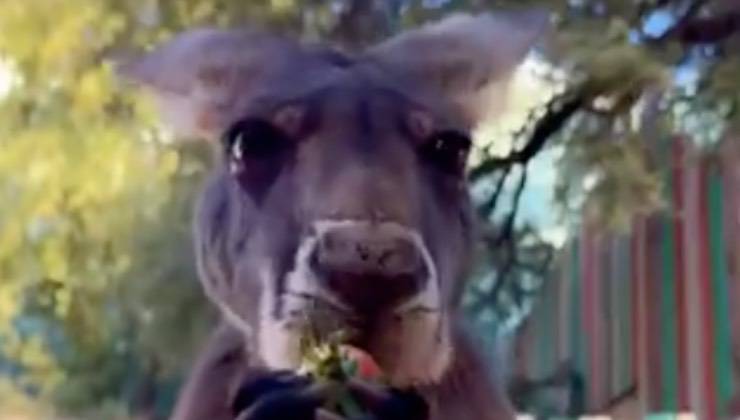 Canguro che annusa una fragola nella natura