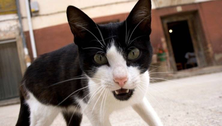 Gatto aggressivo