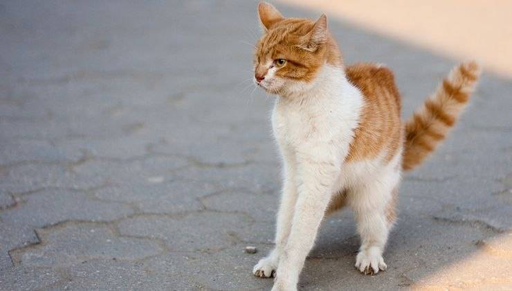 Gatto a disagio
