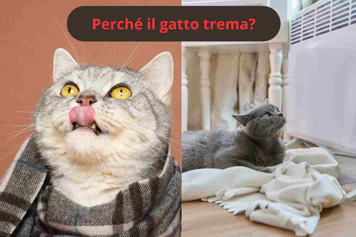 Gatto con la sciarpa e gatto accanto al calorifero