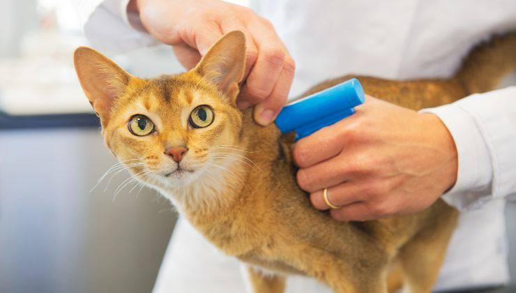 Gatto dal veterinario a mettere il microchip