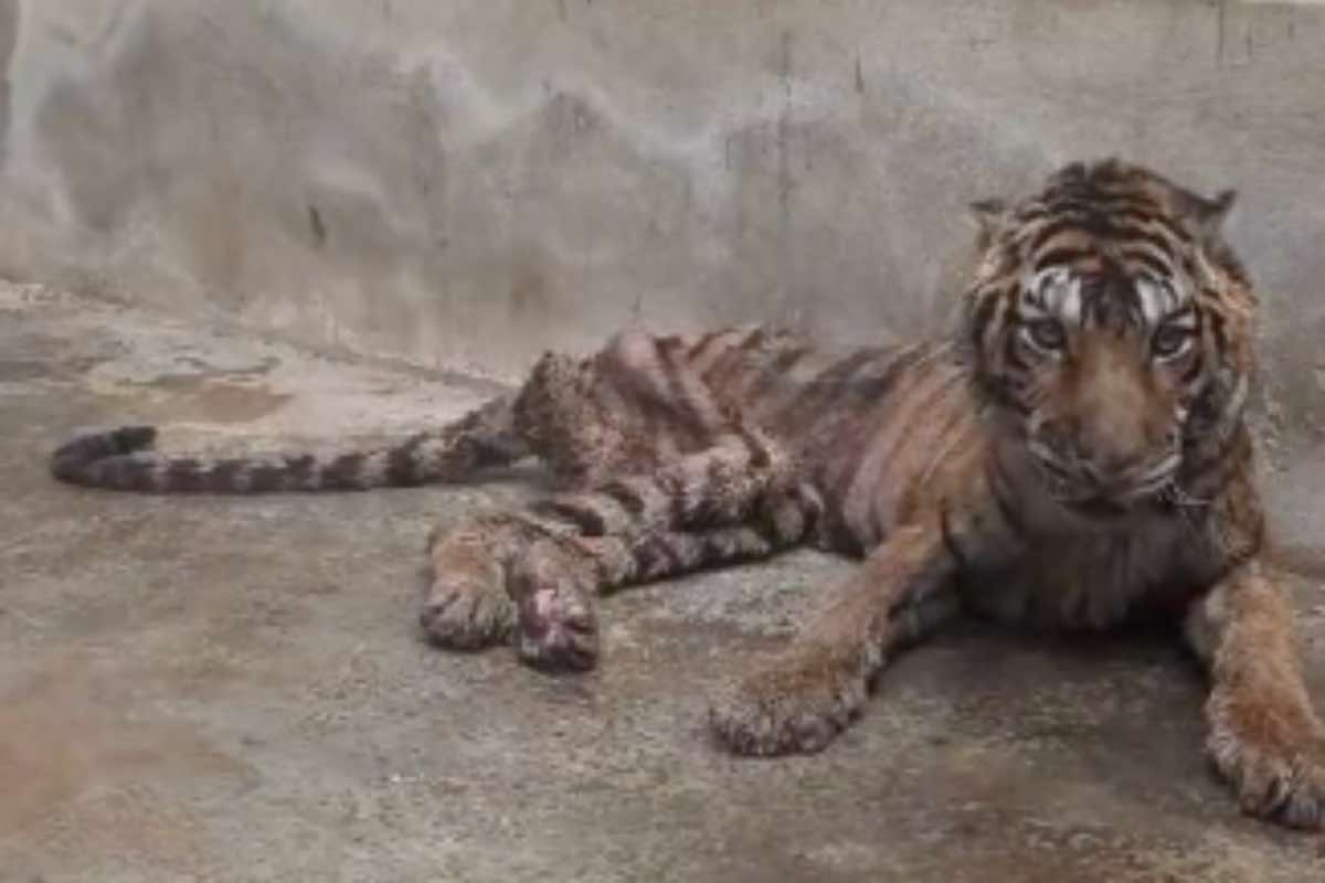 Tigre pelle e ossa sdraiata sul pavimento