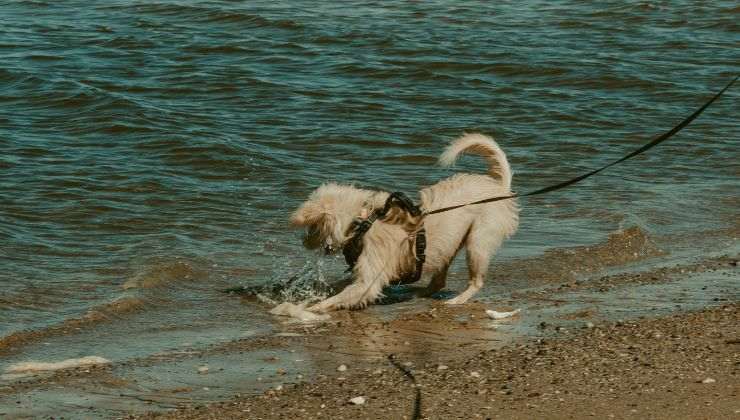 Cane al mare