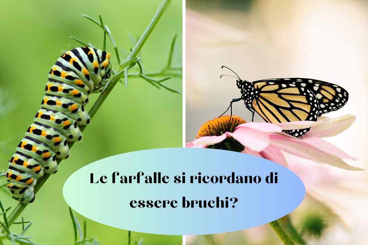 Le farfalle si ricordano di essere bruchi 