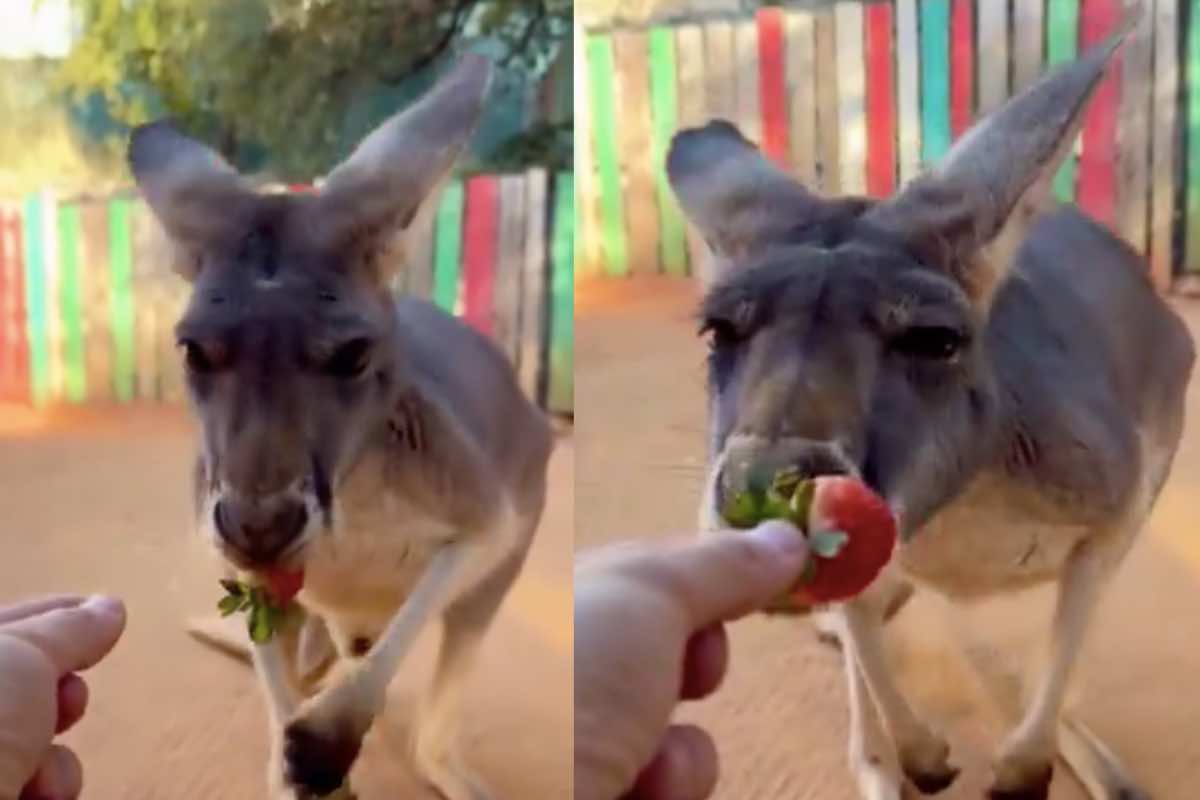 Uomo dà una fragola a un canguro