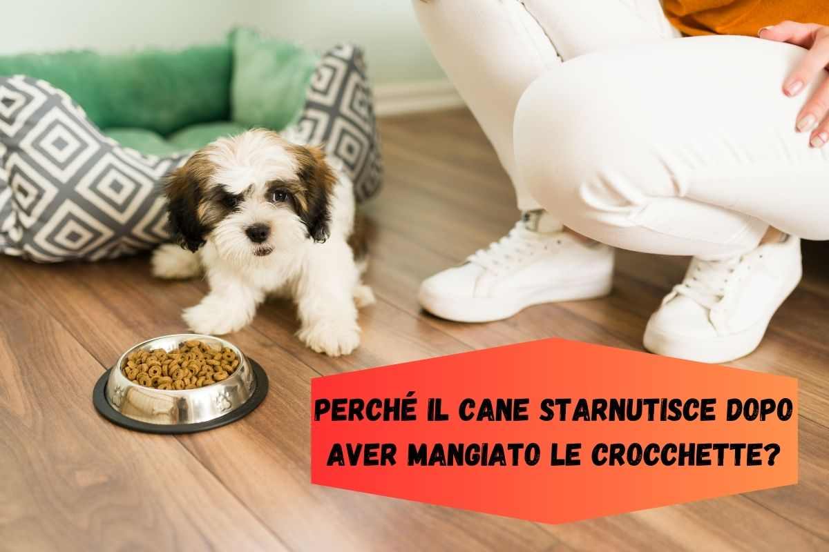 Cane vicino alla ciotola delle crocchette che starnutisce dopo aver mangiato