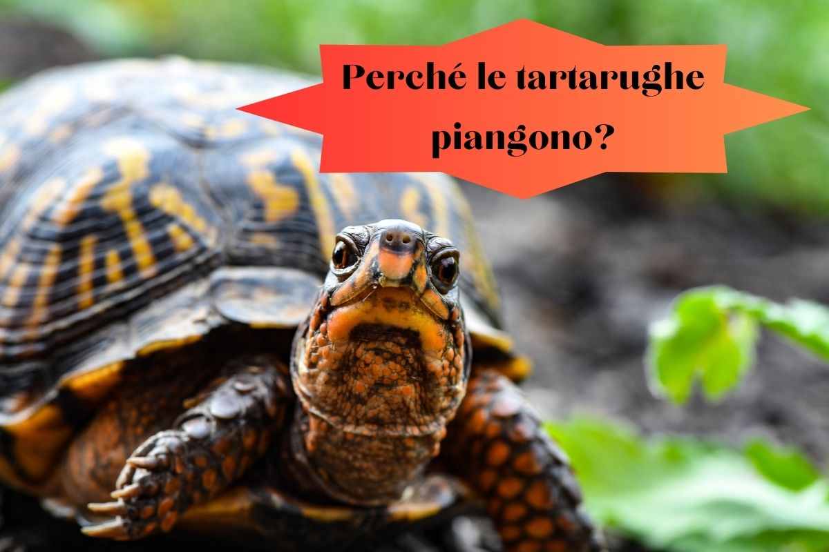 Tartaruga terrestre con le lacrime agli occhi