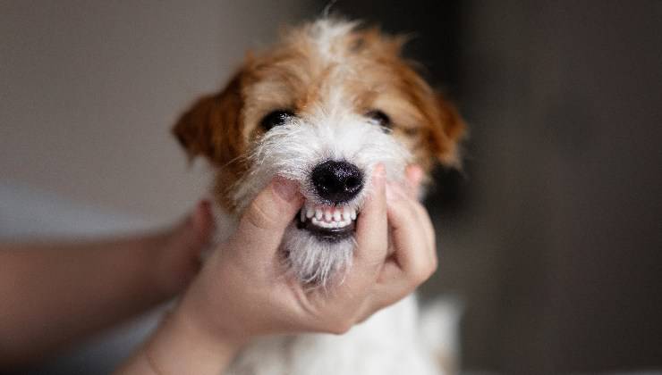 problemi alla bocca del cane